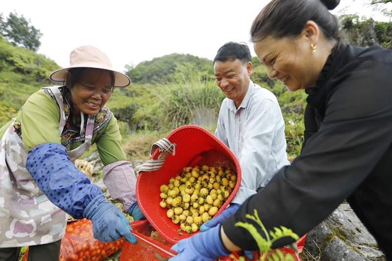 黔村+ ｜②村果篇：甜蜜的高原滋味 幸福的贵州味道