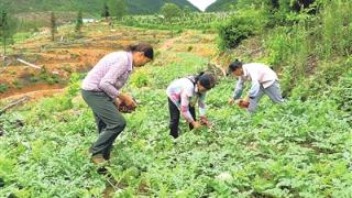 带领群众种西瓜铺就“甜蜜”致富路