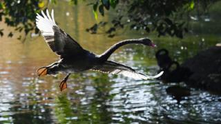 深圳野生动物园天鹅湖成群结队水面快速扇动翅膀