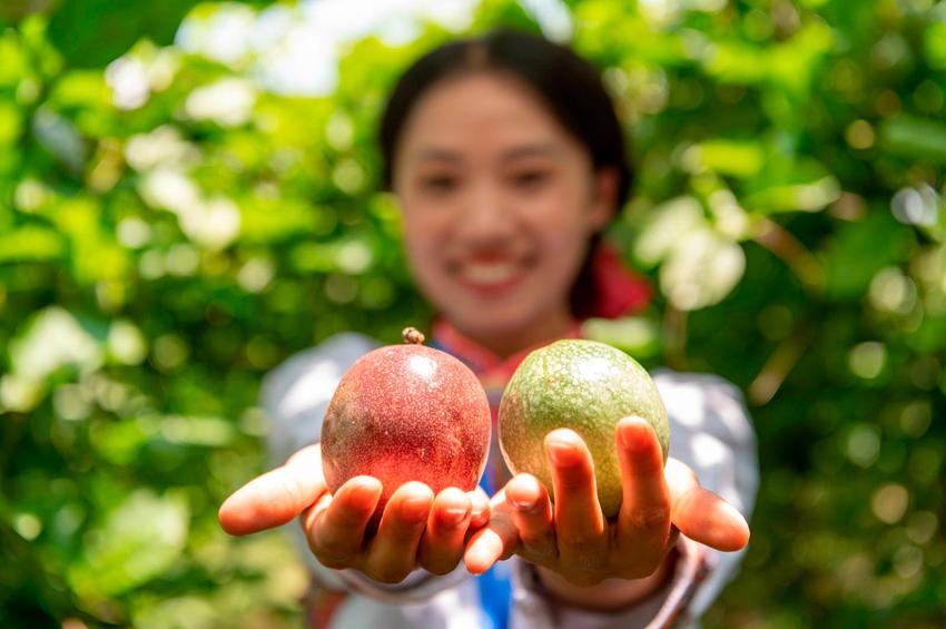 黔村+ ｜②村果篇：甜蜜的高原滋味 幸福的贵州味道