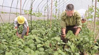 芦庄村探索农业亩均效益最大化