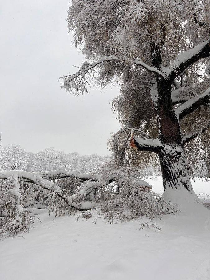 ️拜仁比赛延期！慕尼黑大雪压断树枝，柏林联合大巴被白雪覆盖