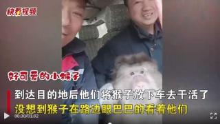 成都一男子上山干活，猴子竟跳上了他们的车