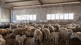 圈舍养羊，采食量低怎么办？养殖方法告诉你