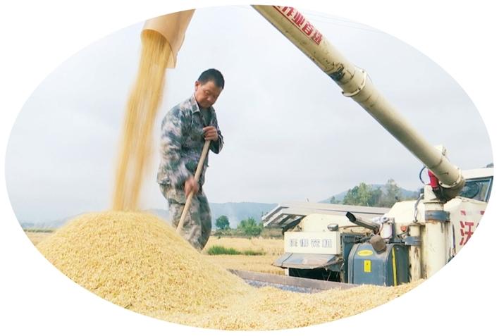 全州夏粮收获接近尾声