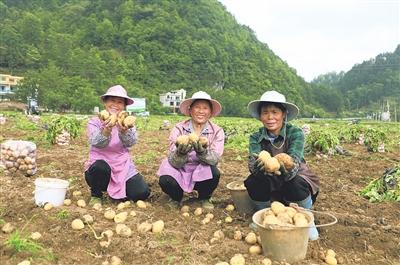 长顺县摆所镇松港马铃薯迎来丰收季