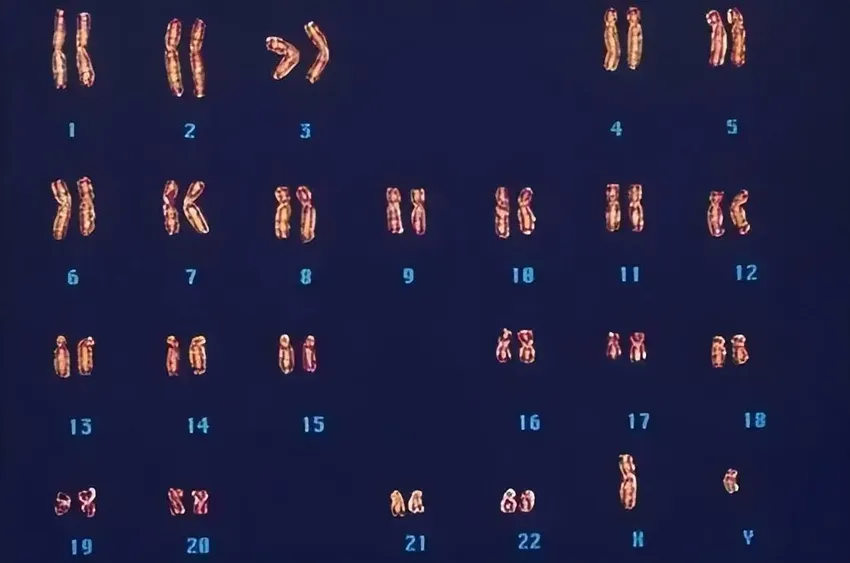 人类真的是进化来的？有没有可能是某个高级文明创造出来的？