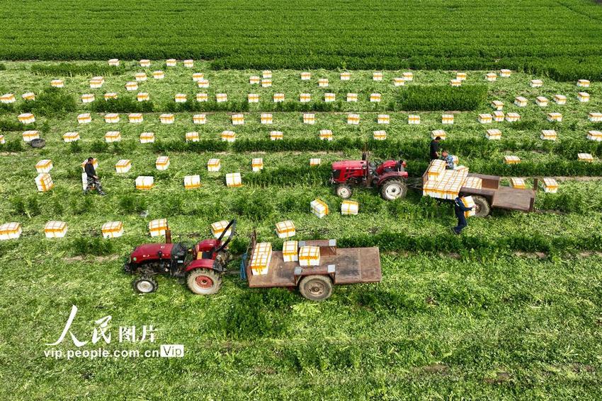 山东聊城：芹菜产销旺