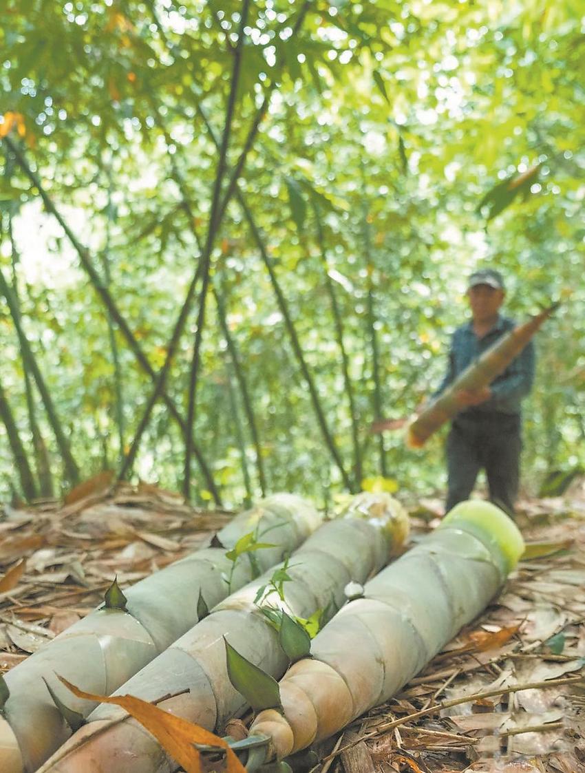 漳州南靖：缱绻竹影绿意浓