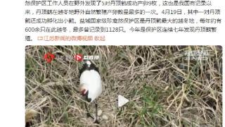 盐城国家级珍禽自然保护区野外发现5对丹顶鹤产卵9枚