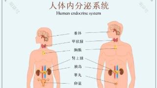 出现内分泌失调人变胖 月经紊乱？8招可以改善内分泌失调