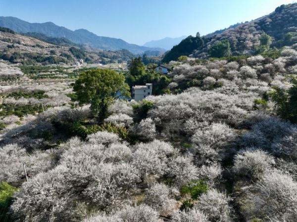 福建永泰：山岭间青梅花盛开