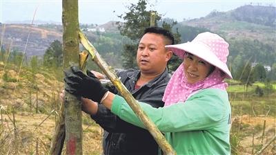 平塘大塘 打造花卉苗木基地   建设美丽乡村