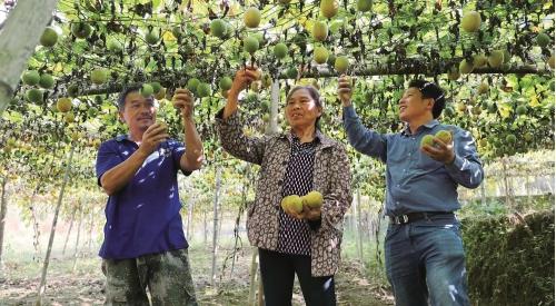 湖南宁远县：特色种植铺就致富路