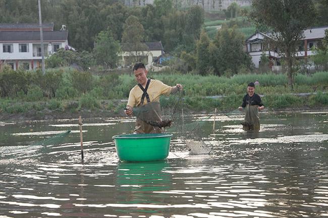 打造“鱼米之乡” 自贡荣县加快川南早虾产业集群建设