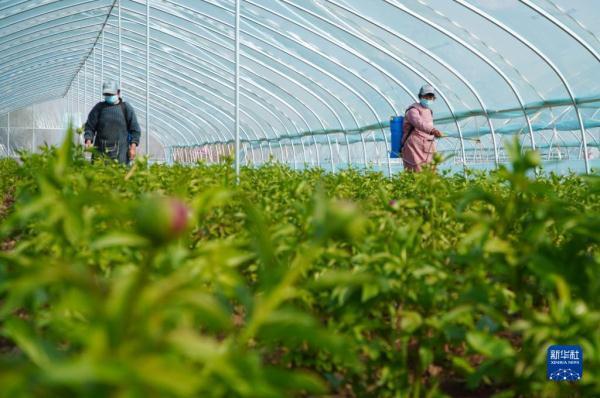 山东菏泽：芍药鲜切花进入花蕾成熟关键期