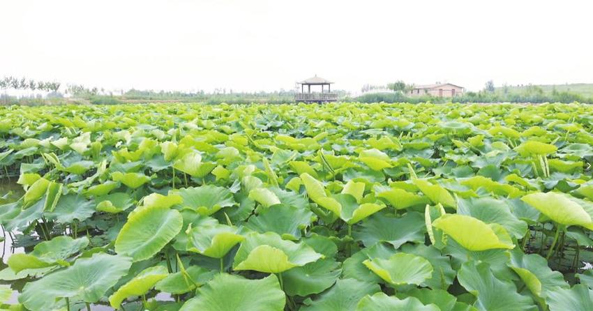 寨头堡乡：铺就乡村振兴幸福路