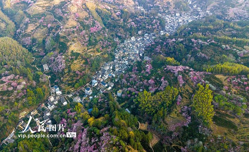 安徽歙县：花山梅香浮动引客来