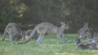 澳大利亚调查65只袋鼠被杀事件