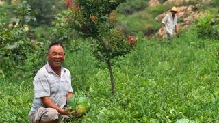 河南社旗：荒山坡蝶变“绿色银行”