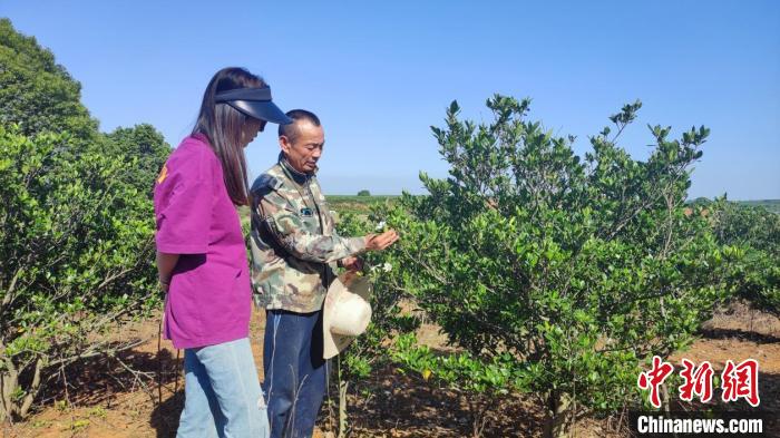 中华医药樟树行：千亩栀子花盛开时 花香迷人促振兴