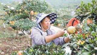 石榴红彤彤  村民喜洋洋