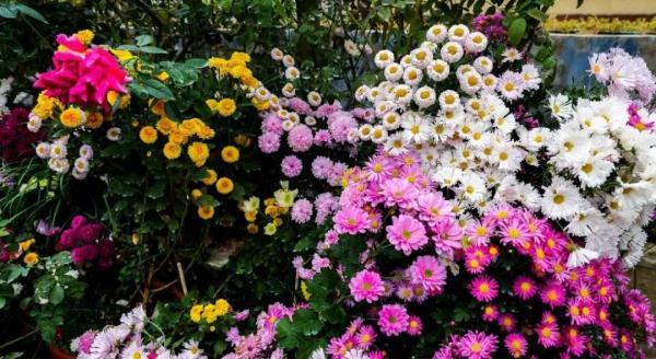 一家人精心呵护“繁花”梦想花园已成真