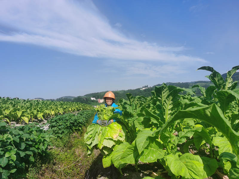 保障“粮袋子”、稳固“金叶子”、充实“钱夹子”