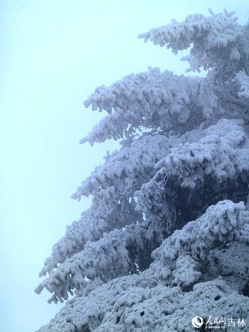 吉林市初雪：玉树银花 分外妖娆