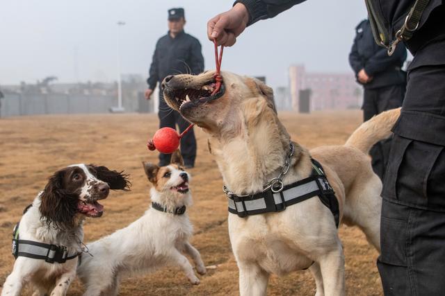 警犬训练备战春运