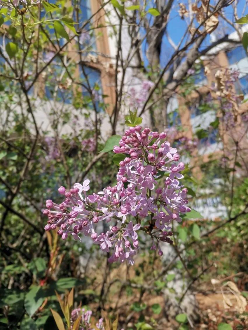 高新“校花”来啦，你Pick哪家？