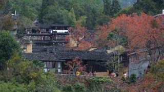 福建宁德：引凤筑巢 “弱鸟”如此腾飞