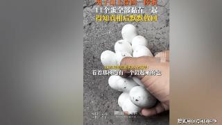 广东男子捡到11个蛋，网友连忙喊话：碰不得！
