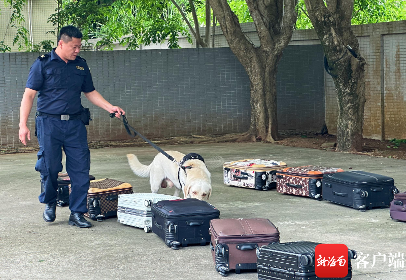 又萌又勇！看海口“汪汪队”如何成为“查验小能手”→