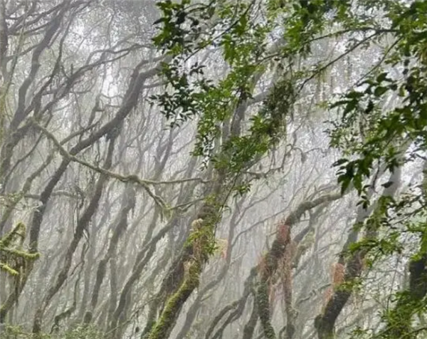 专家解读为何哀牢山是禁区：环境极为复杂、存在大地磁场强度异常现象