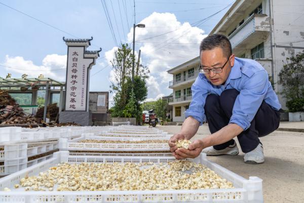 重庆巫溪县兰英乡贝母种植基地助力乡村振兴