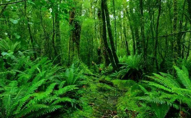 常见 6 种入侵植物，专和本土植物 “撞脸”，你分得清吗？（一）