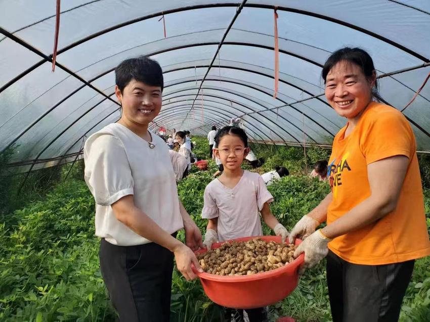 杞县回民小学：花生丰收庆劳动 绿色教育显成效