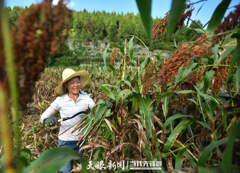 视觉茅台丨处暑：暑气渐消秋意浓 沽酒一杯话秋凉