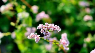 甘肃榆中：荞麦花开秋意浓