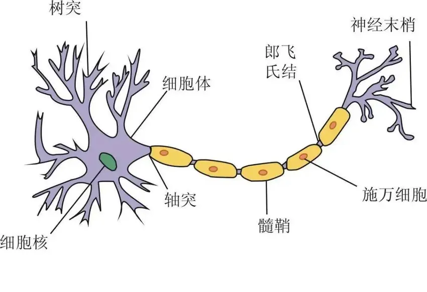 我们为什么会做梦？