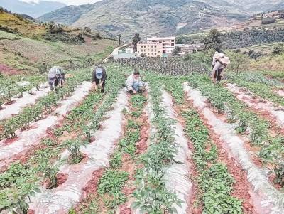 生态种植技术助力村民增收