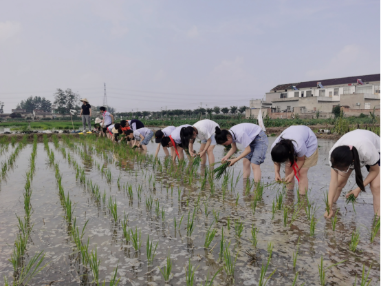 泗阳县实验小学开展插秧活动：不负时光 插下希望