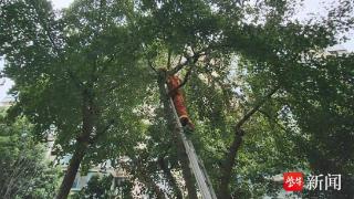 小猫被困6米高树梢，消防员“亲自上阵”救援！