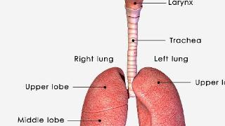 有时候肺部出现一定的损伤，在我们的身体表面也会有一定的表现