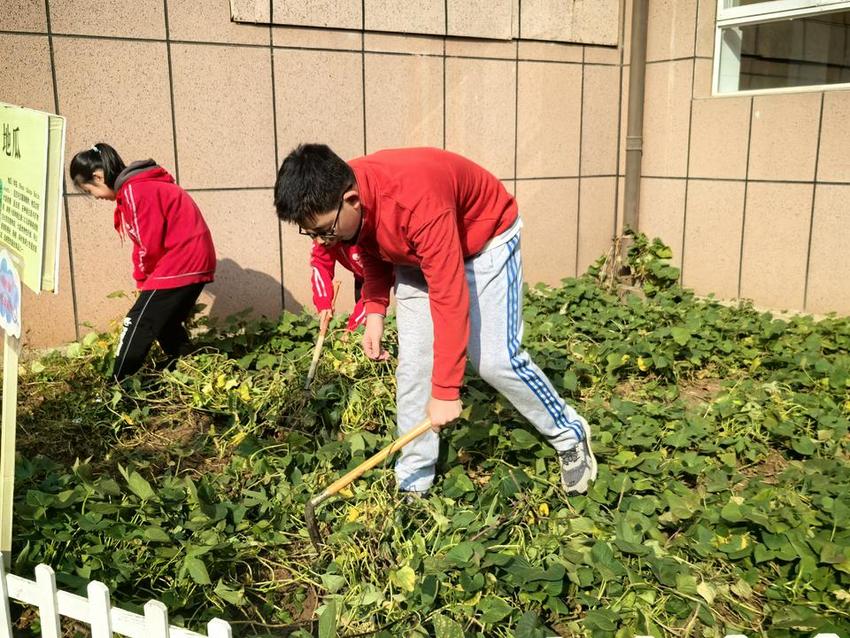 小小地瓜里的大课堂！这所学校正在开展“挖地瓜”劳动实践