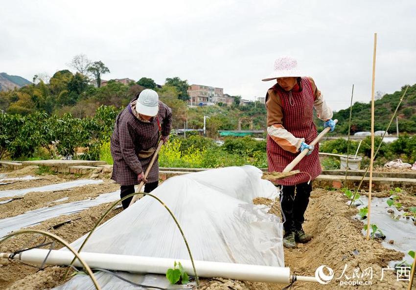 广西百色右江：抢农时 闹春耕