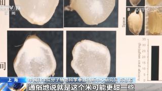 空间站各类科学实验稳步推进 “太空水稻”研究取得阶段性成果