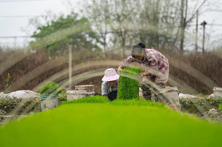 广西宾阳：春回大地春耕忙