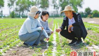 【走进乡村看振兴】走上餐桌、加工制成茶叶、提取面膜原料…… 特色高钙菜迈向产业化